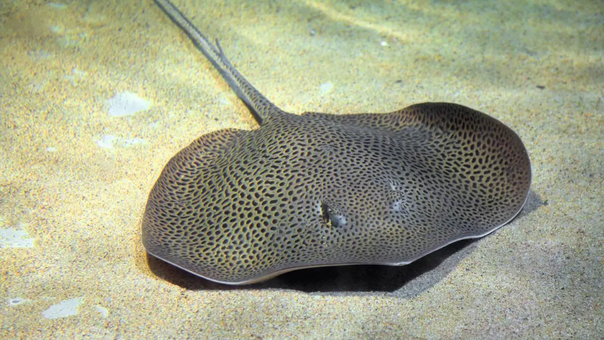 The Jack-o’-Lantern Fish