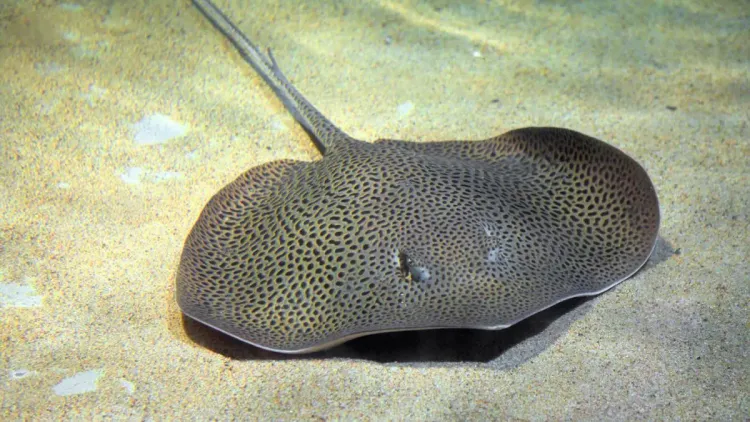 The Jack-o’-Lantern Fish